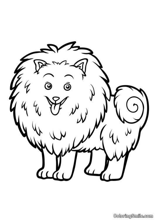 Pomeranian - Omalovánka