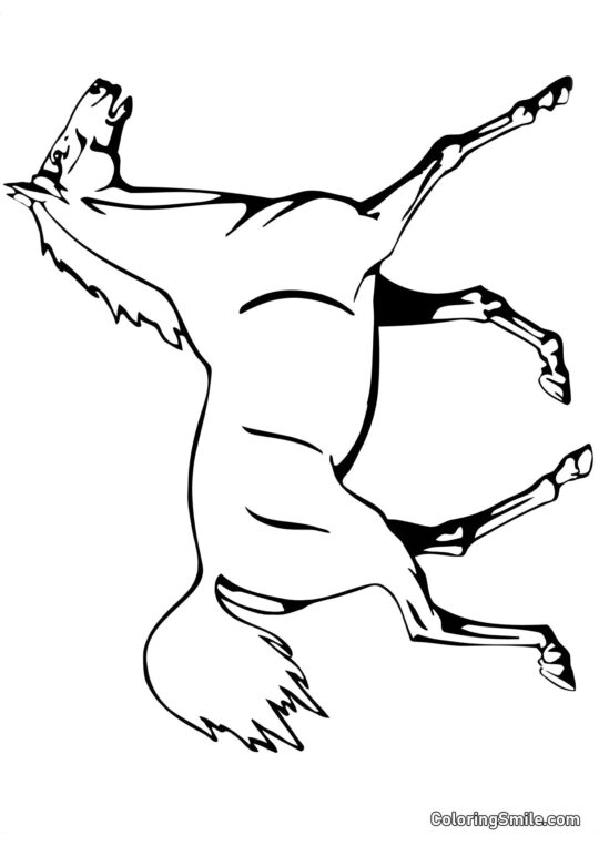 Kůň na výstavě - Omalovánka